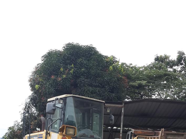 Cargadoras  Komatsu WA 380-5 (Esmeraldas)