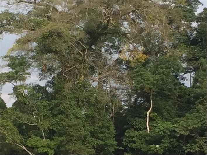 Cargadoras Caterpillar 950H (Manta)