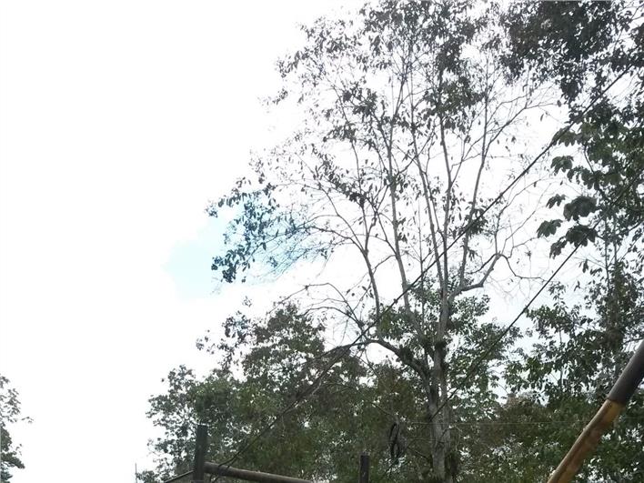 Grúas Móviles Ford ford (Machala)