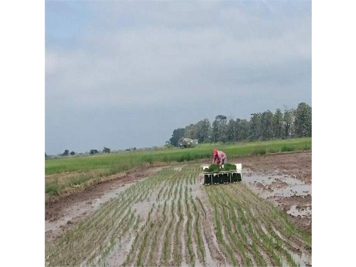 Transplantadoras de arroz Redlands  RP824 (Guayaquil)