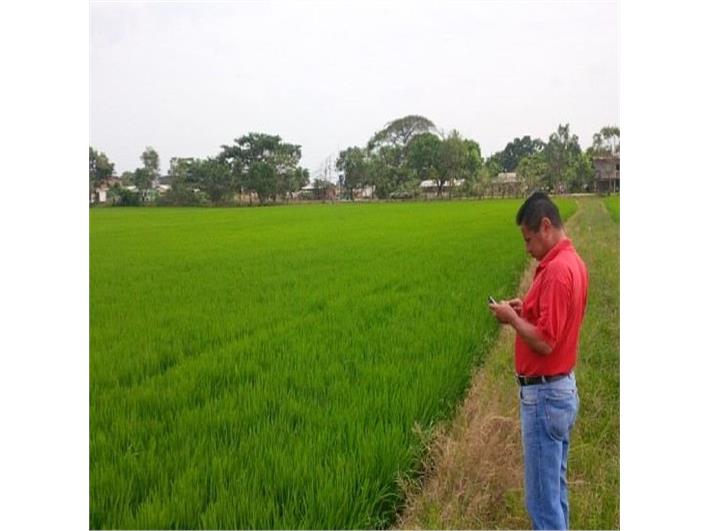 Transplantadoras de arroz Redlands  RP824 (Guayaquil)
