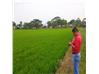 Transplantadoras de arroz Redlands  RP824 (Guayaquil)