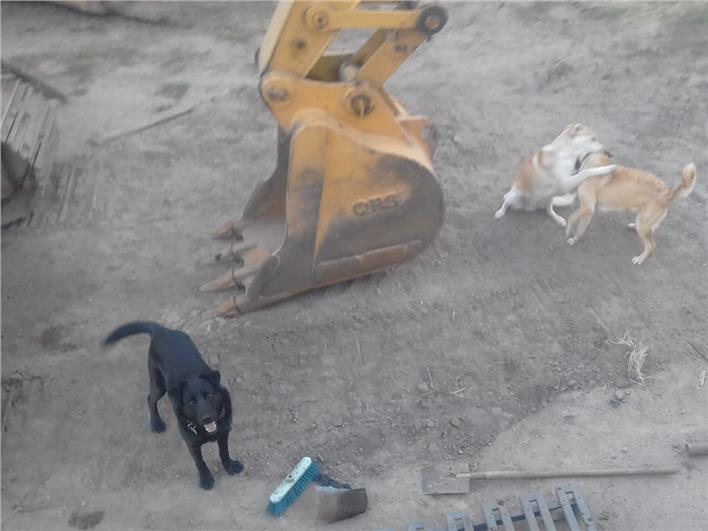 Excavadoras Caterpillar 320CL (Quito)